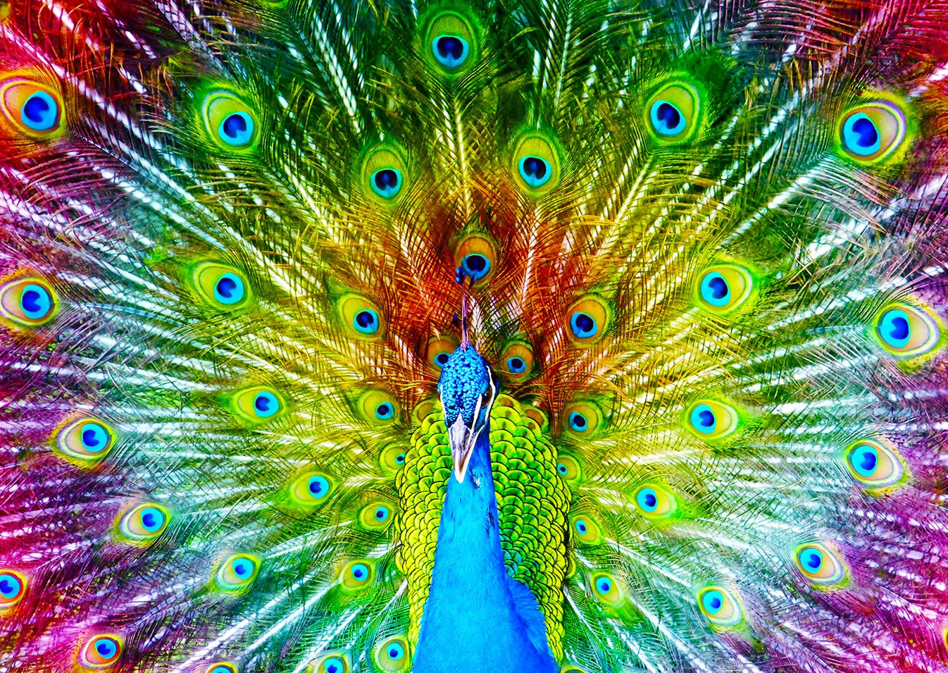 ENJOY PUZZLE Colorful Peacock 1000 PCS