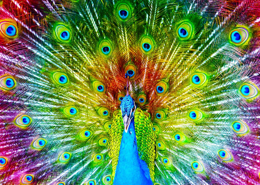 ENJOY PUZZLE Colorful Peacock 1000 PCS