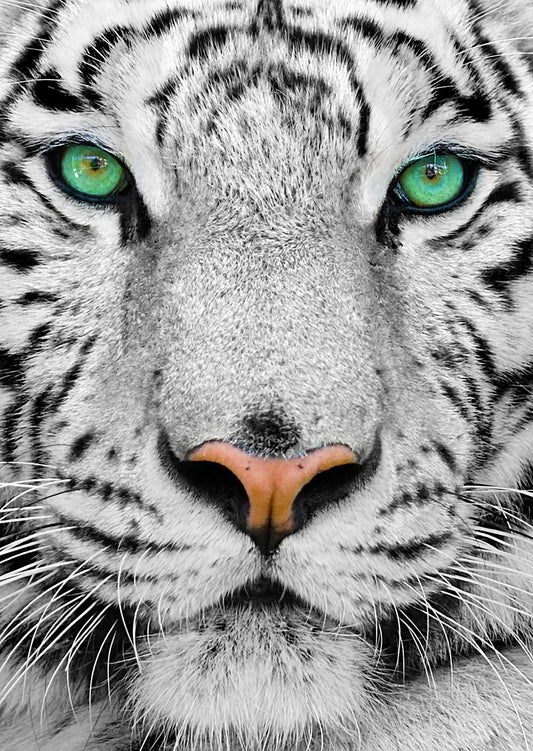 ENJOY PUZZLE White Siberian Tiger 1000 PCS
