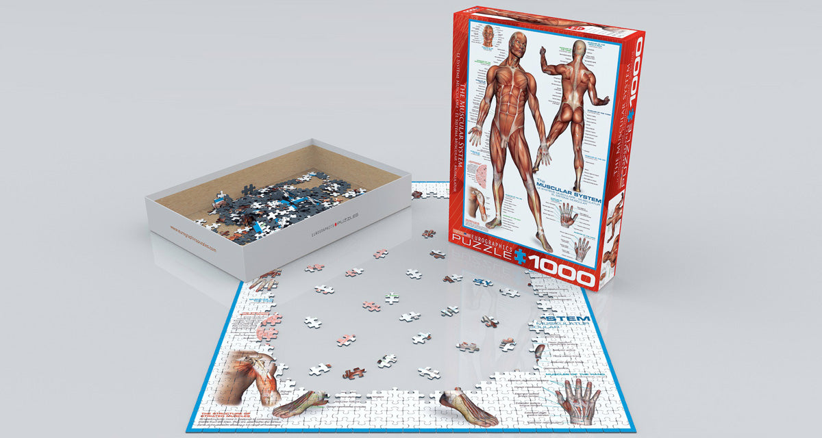 EuroGraphics The Muscular System 1000-Piece Puzzle