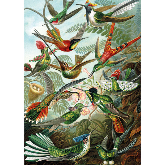 PIATNIK Hummingbirds - Haeckel 1000pcs