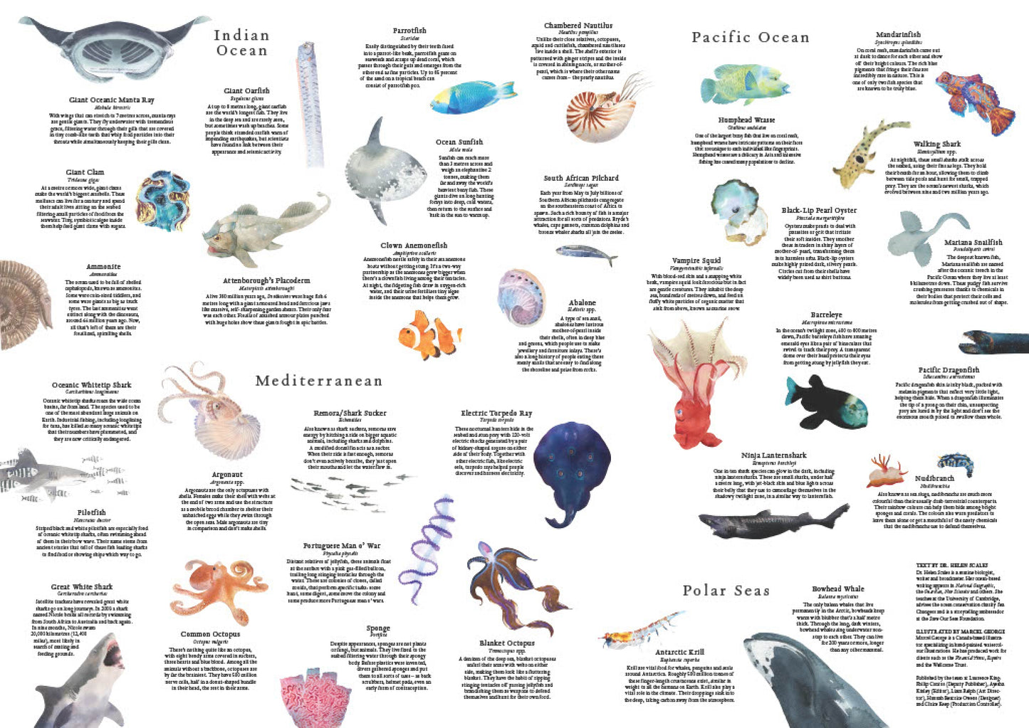 LAURENCE KING Around the World in 50 Fish 1000pcs
