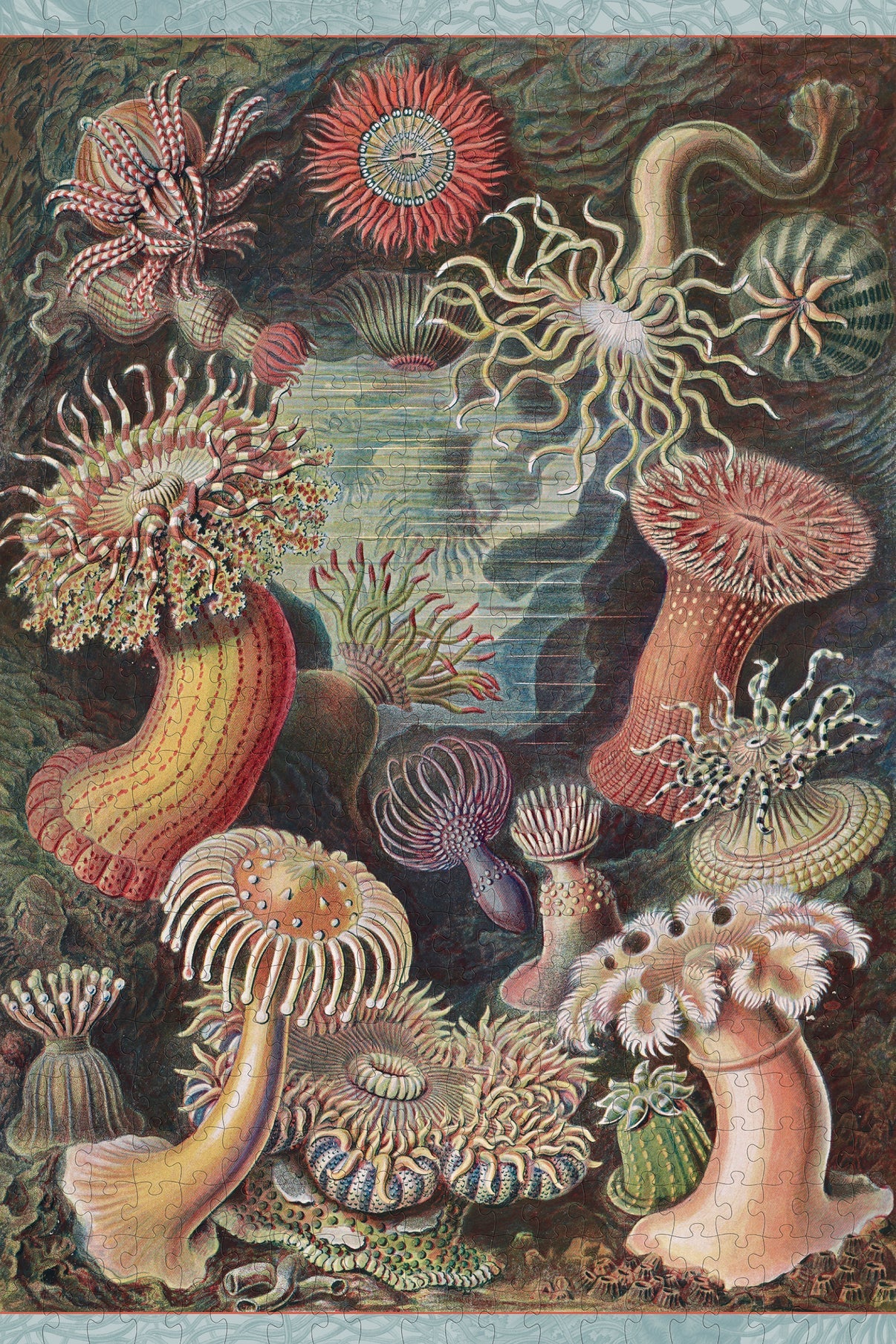 Pomegranate, Ernst Haeckel: Sea Anemones 500-Piece Jigsaw Puzzle