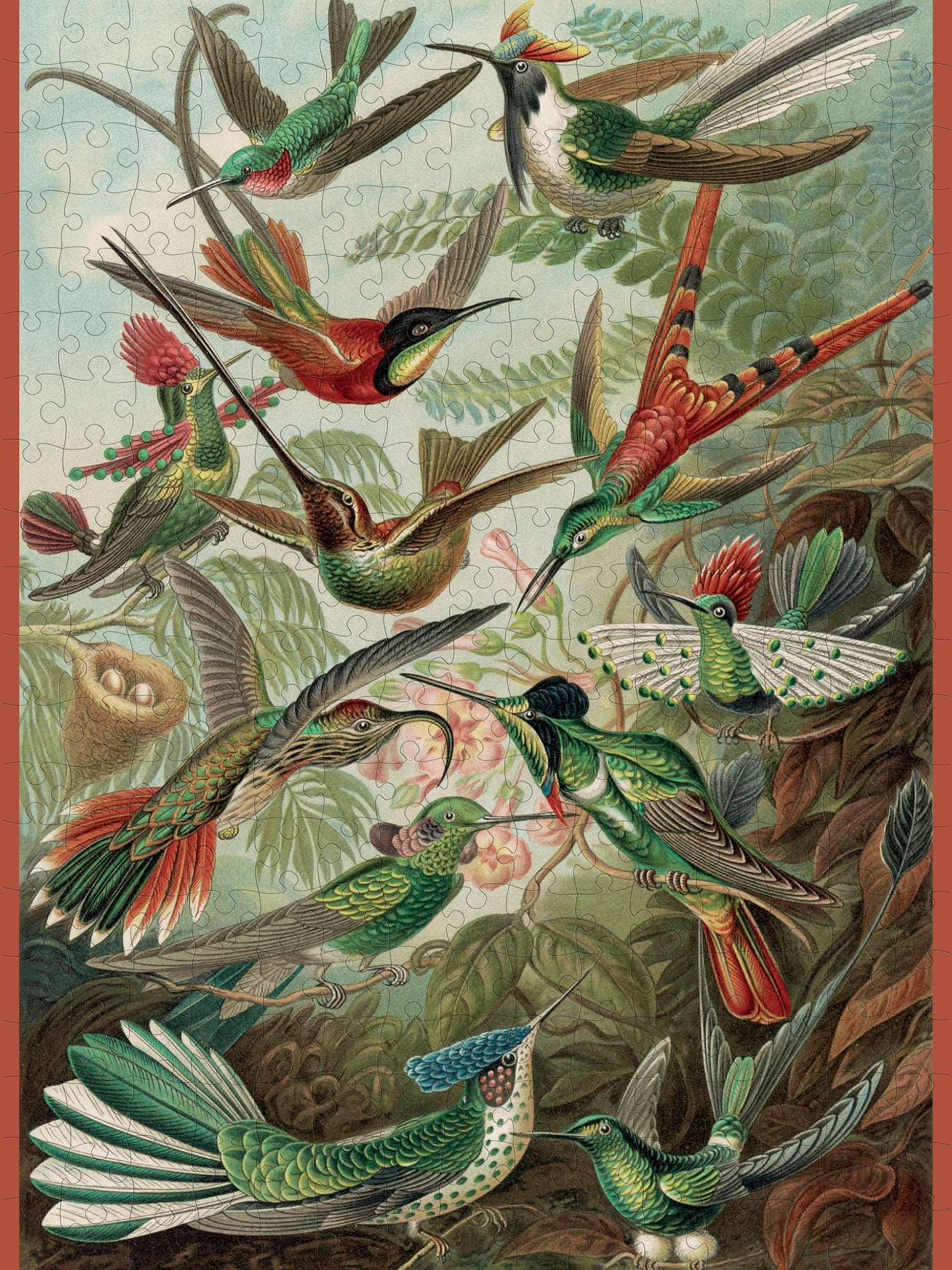 Pomegranate, Ernst Haeckel: Hummingbirds 300-Piece Jigsaw Puzzle