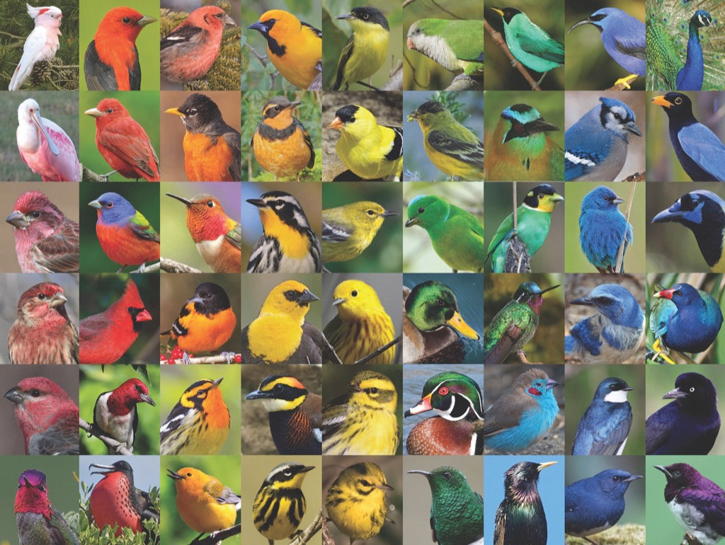 NEW YORK PUZZLE COMPANY, Rainbow of Birds, 1000 pcs