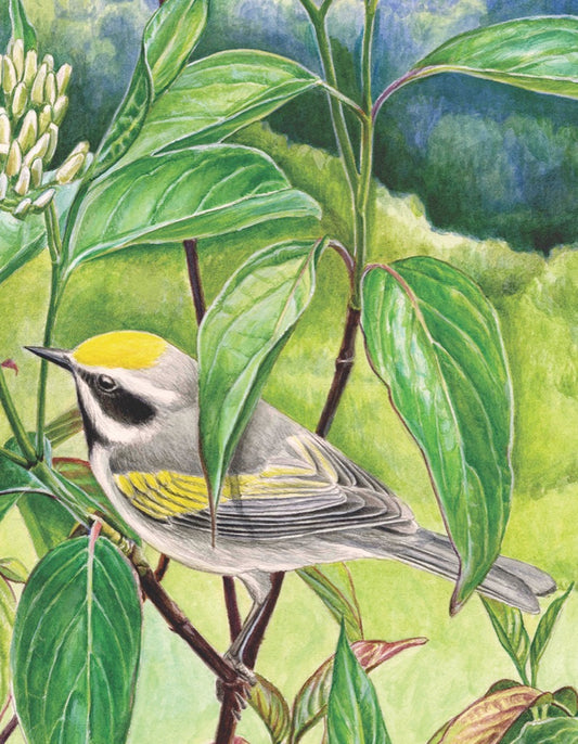 NEW YORK PUZZLE COMPANY, Golden-winged Warbler Mini, 100 pcs