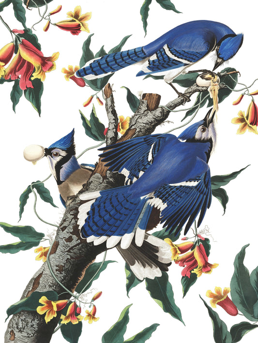 NEW YORK PUZZLE COMPANY, Blue Jays, 500 pcs