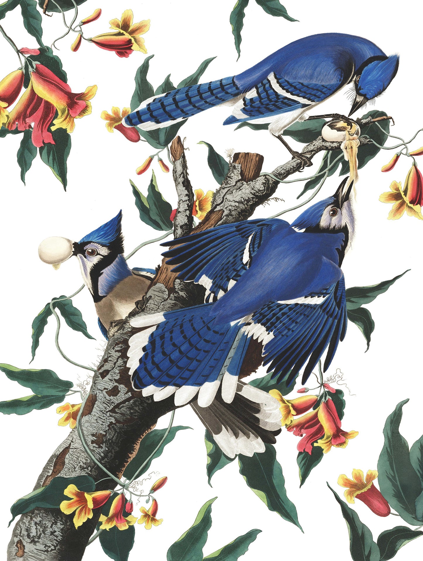 NEW YORK PUZZLE COMPANY, Blue Jays, 500 pcs