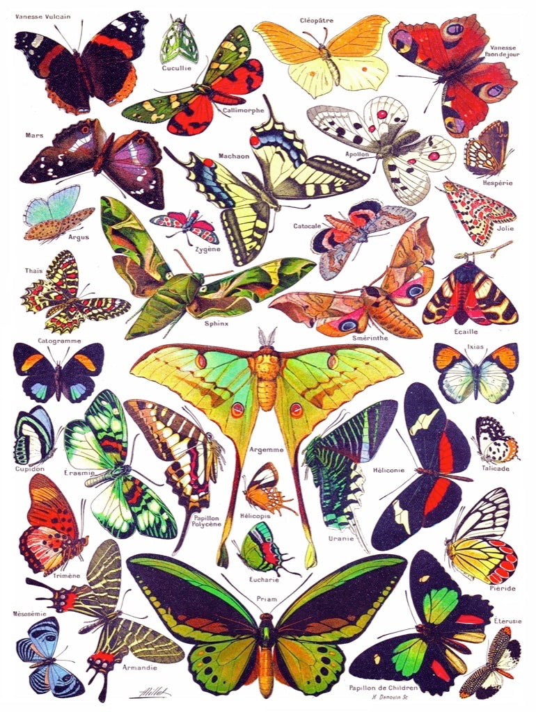 NEW YORK PUZZLE COMPANY, Butterflies ~ Papillons, 1000 pcs