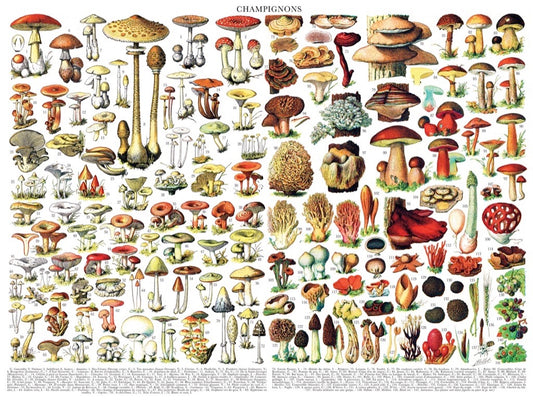 NEW YORK PUZZLE COMPANY, Mushrooms ~ Champignons, 1000 pcs