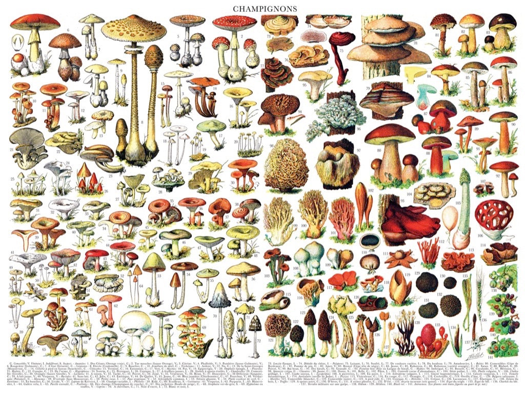 NEW YORK PUZZLE COMPANY, Mushrooms ~ Champignons, 1000 pcs