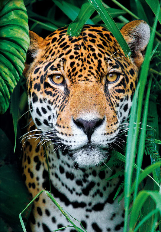 CLEMENTONI JAGUAR IN THE JUNGLE 500pcs