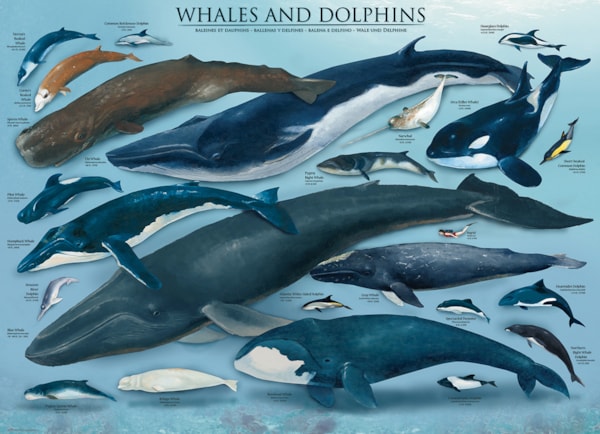 Eurographics Whales & Dolphins 1000-Piece Puzzle