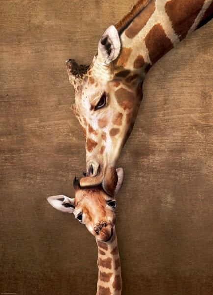 EUROGRAPHICS, Giraffe Mother's Kiss 1000-Piece Puzzle