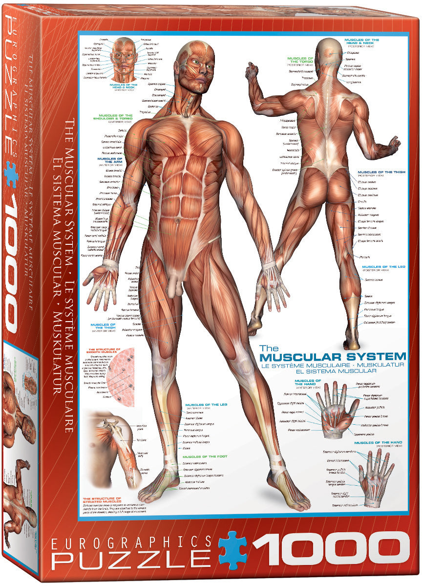 EuroGraphics The Muscular System 1000-Piece Puzzle