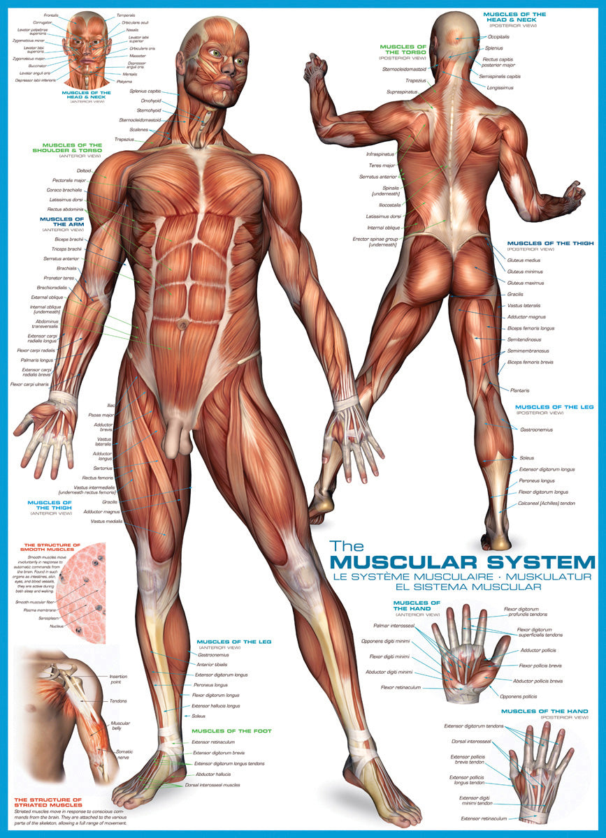 EuroGraphics The Muscular System 1000-Piece Puzzle