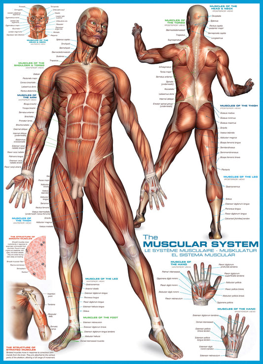 EuroGraphics The Muscular System 1000-Piece Puzzle