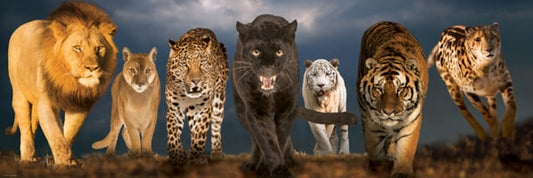 EUROGRAPHICS Big Cats 1000-Piece Puzzle