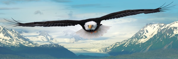EUROGRAPHICS, Eagle 1000-Piece Puzzle