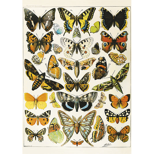 PIATNIK Millot - Butterflies and Moths 1000 PC