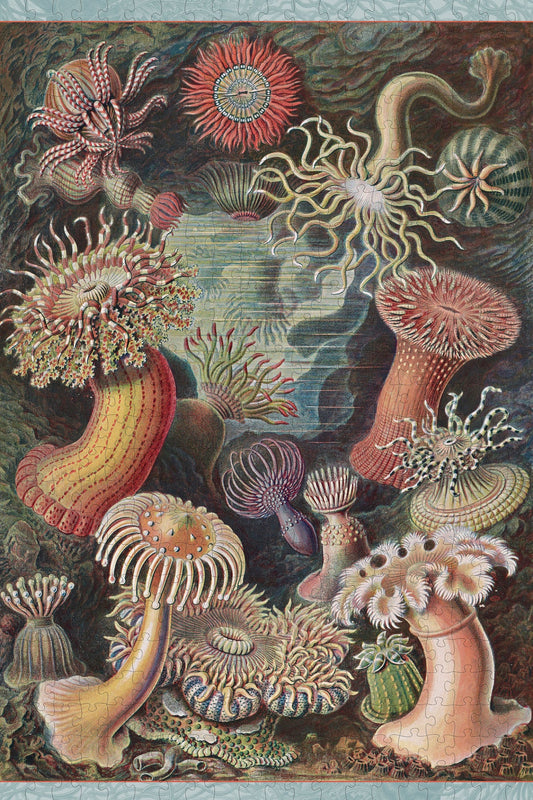 Pomegranate, Ernst Haeckel: Sea Anemones 500-Piece Jigsaw Puzzle
