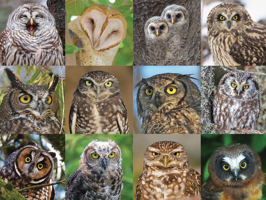 NEW YORK PUZZLE COMPANY, Owls and Owlets, 1000 pcs
