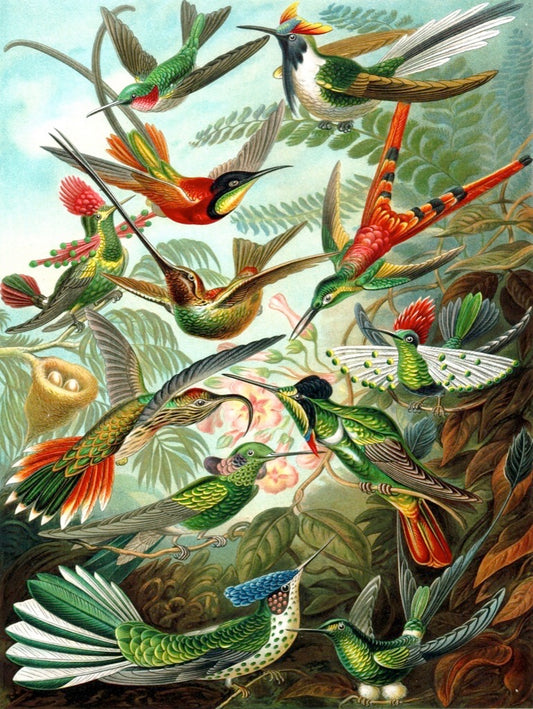 NEW YORK PUZZLE COMPANY, Hummingbirds, 1000 pcs